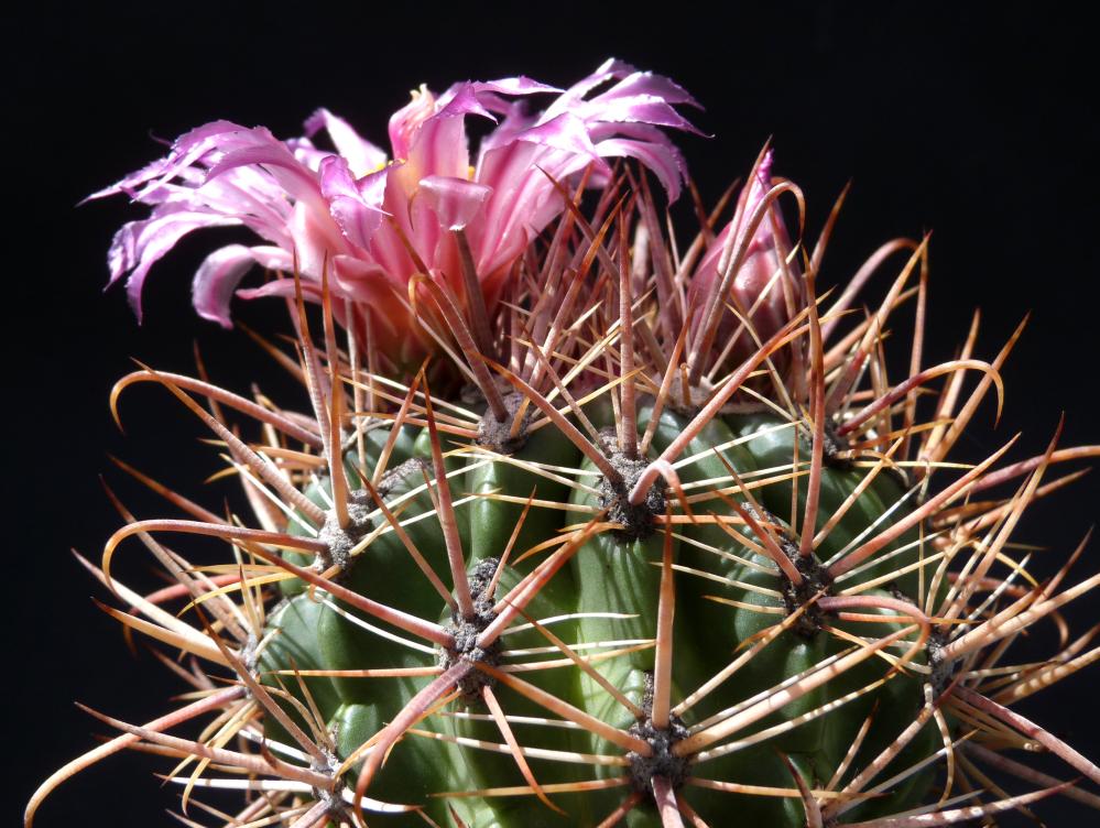 Ferocactus